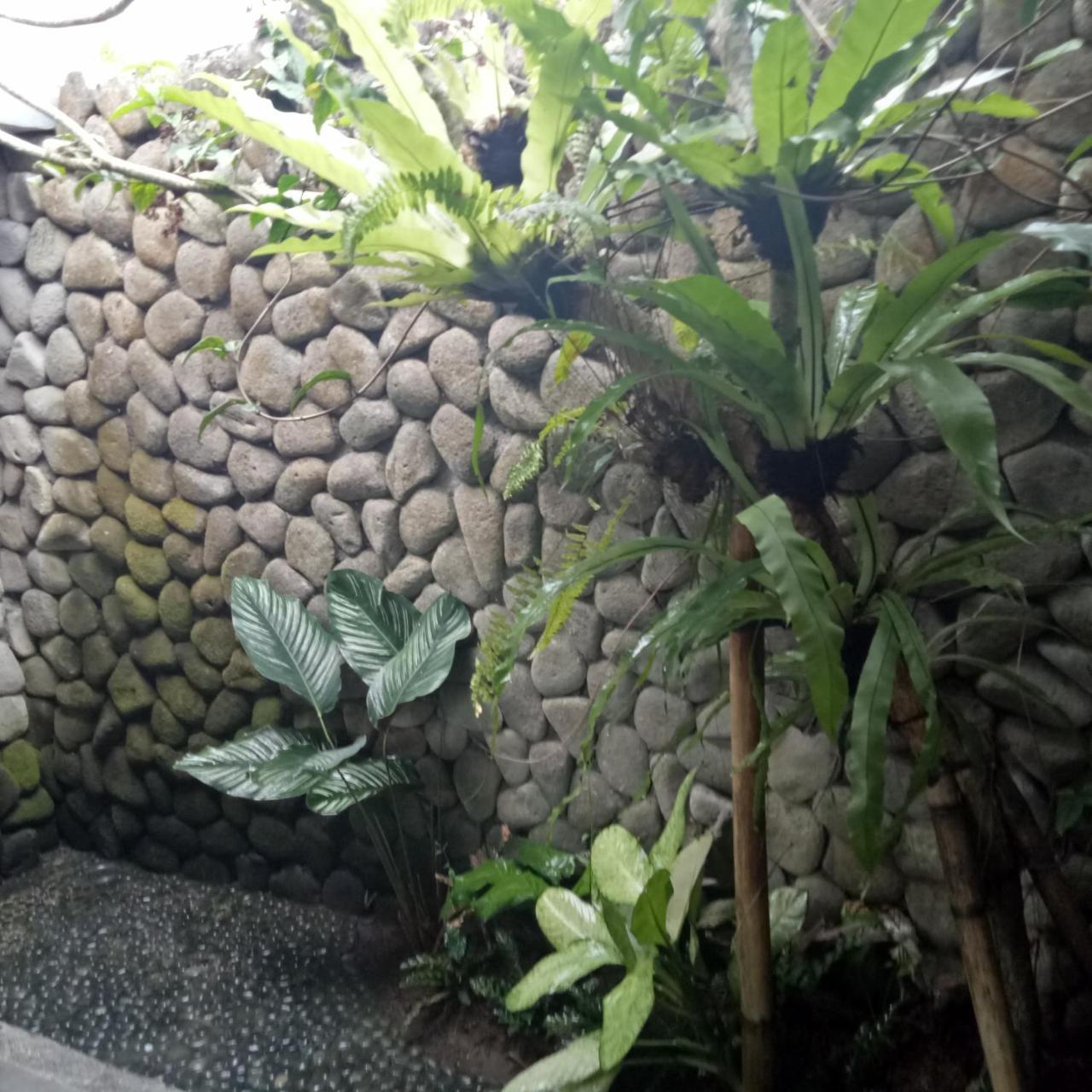 Melati Bali Homestay Canggu Buitenkant foto